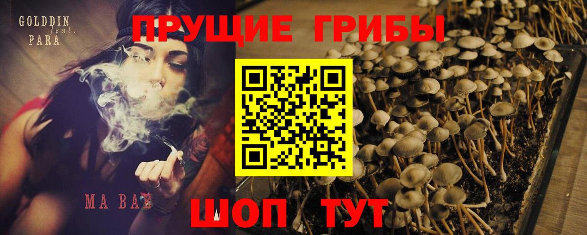 Псилоцибиновые грибы Psilocybe Моздок
